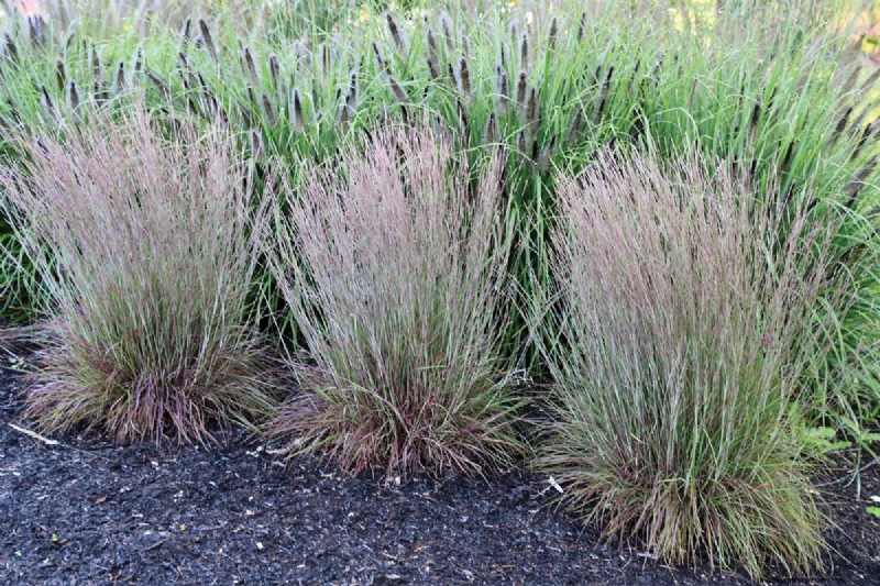 Piante di facile manutenzione per [la tua regione]:giardini rigogliosi con il minimo sforzo 