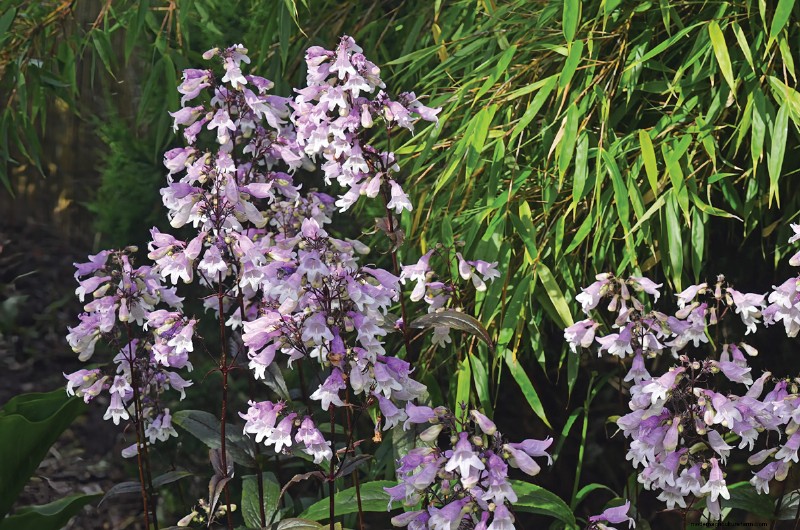 Piante di facile manutenzione per [la tua regione]:giardini rigogliosi con il minimo sforzo 