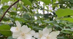Susan s North Carolina Spring Garden:levendige bloemen en schoonheid in het vroege seizoen 