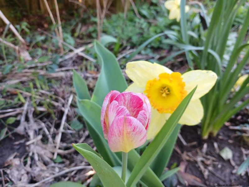La primavera fiorisce a New York:aggiornamento del colorato giardino di Lee 