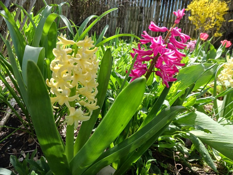 La primavera fiorisce a New York:aggiornamento del colorato giardino di Lee 