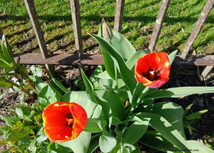 La primavera fiorisce a New York:aggiornamento del colorato giardino di Lee 