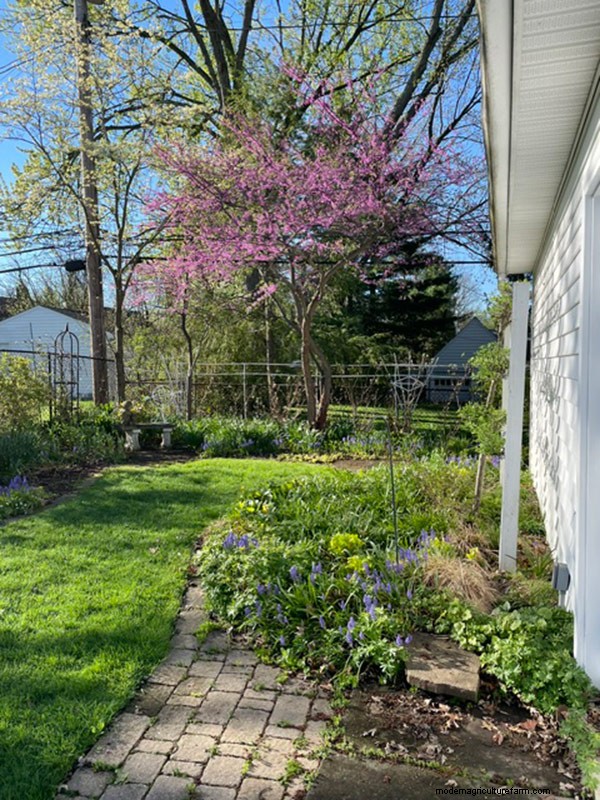 Frühlingsblüte in Ohio:Kit Jensens Garten feiert neues Wachstum 
