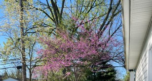 Spring Bloom em Ohio:Jardim de Kit Jensen comemora novo crescimento 