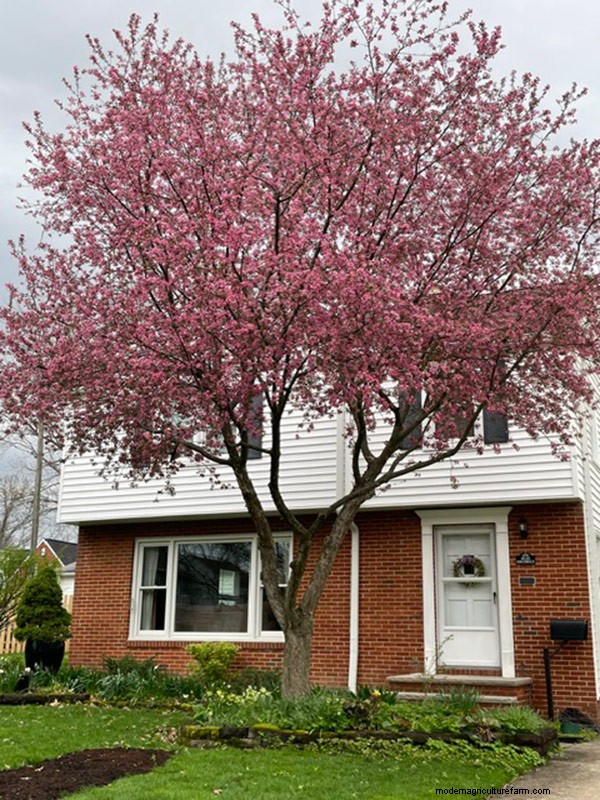 Frühlingsblüte in Ohio:Kit Jensens Garten feiert neues Wachstum 