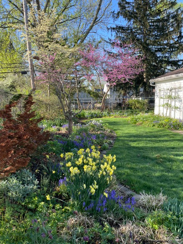 Frühlingsblüte in Ohio:Kit Jensens Garten feiert neues Wachstum 