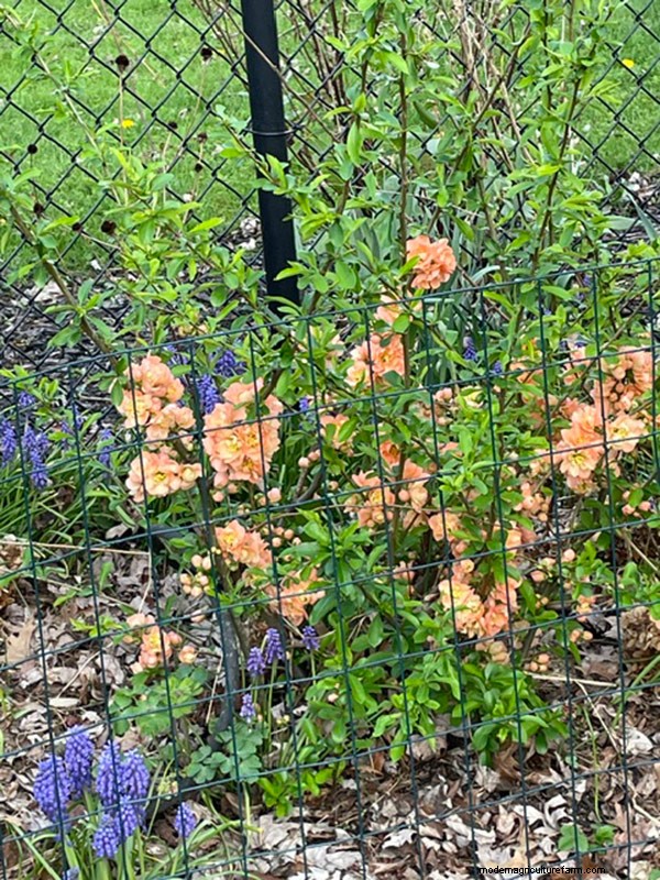 Frühlingsblüte in Ohio:Kit Jensens Garten feiert neues Wachstum 