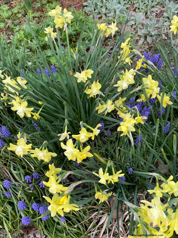 Frühlingsblüte in Ohio:Kit Jensens Garten feiert neues Wachstum 