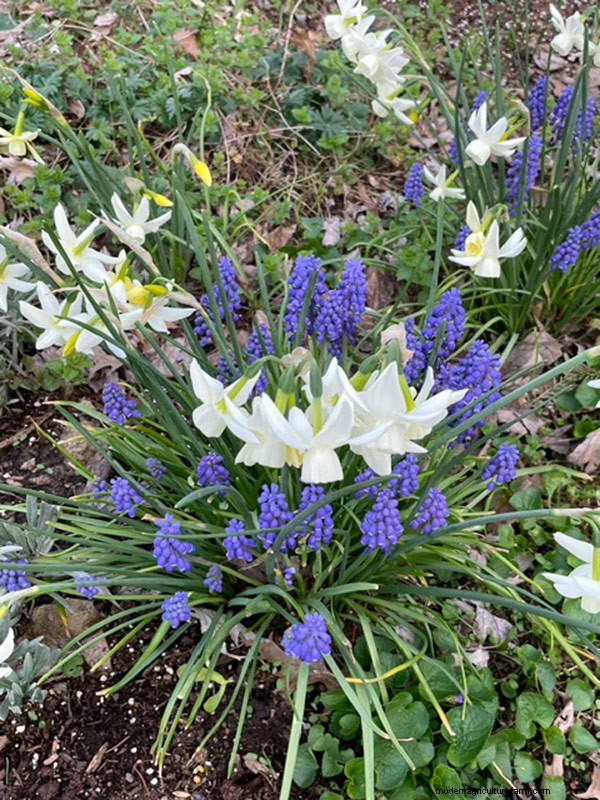 Frühlingsblüte in Ohio:Kit Jensens Garten feiert neues Wachstum 