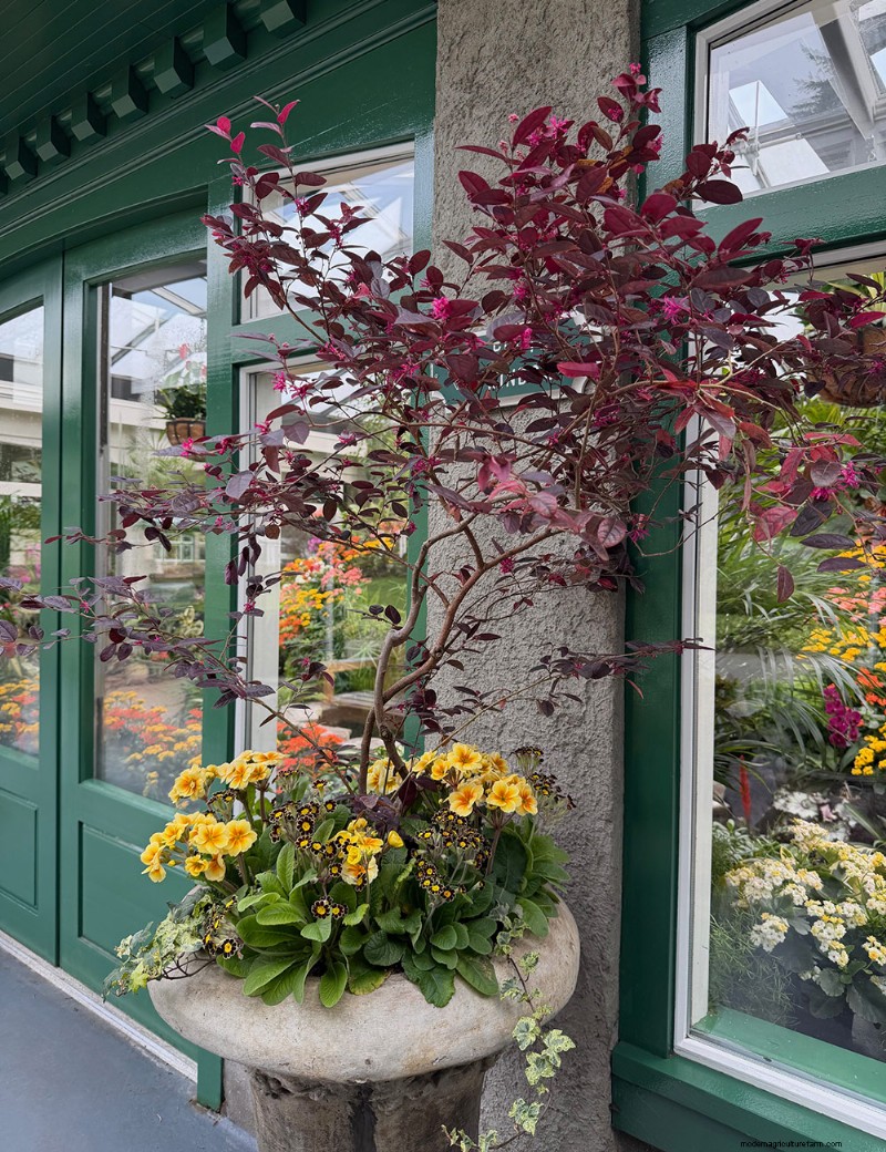 Preludio primaverile di Butchart Gardens:una straordinaria anteprima delle fioriture primaverili 