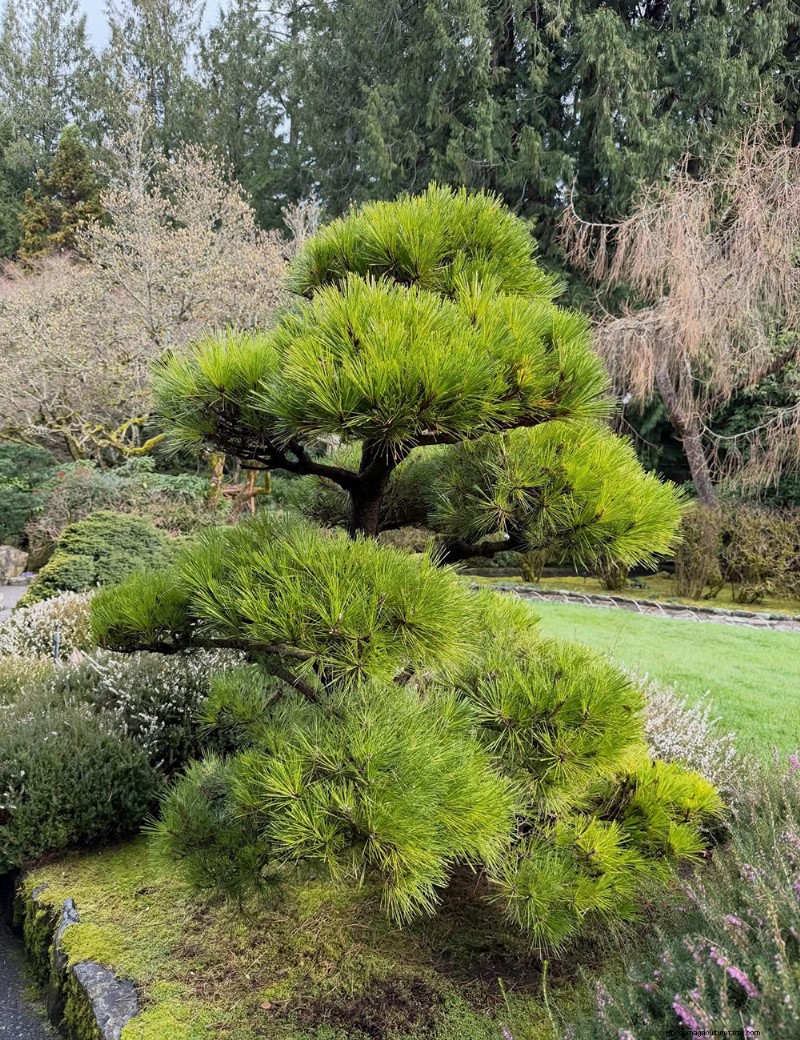 Verken de rustige Japanse tuin van Butchart Gardens 