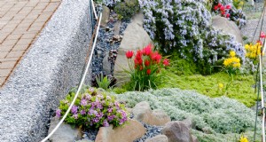 Coastal Crevice Garden Oasis:Kakteen, Sukkulenten und mehr in Comox, BC 