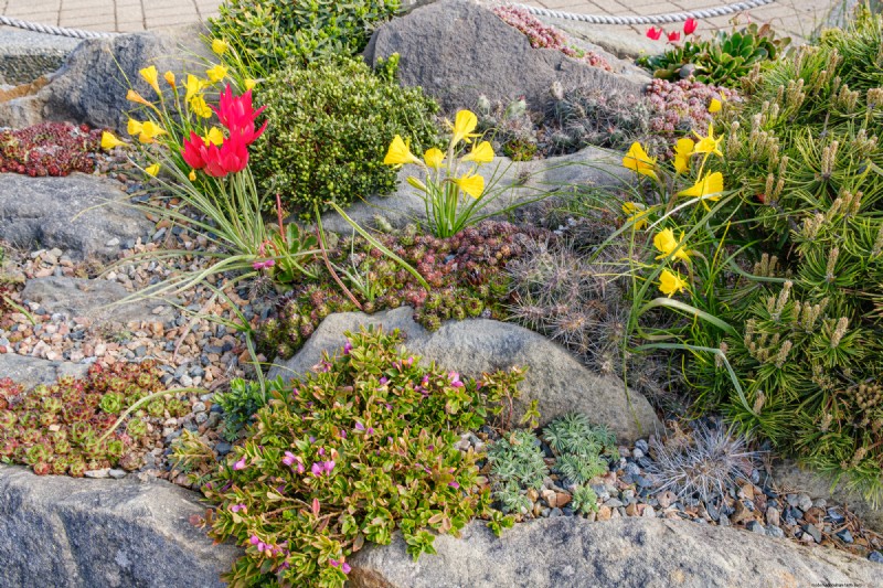 Coastal Crevice Garden Oasis:kaktusar, suckulenter och mer i Comox, BC 