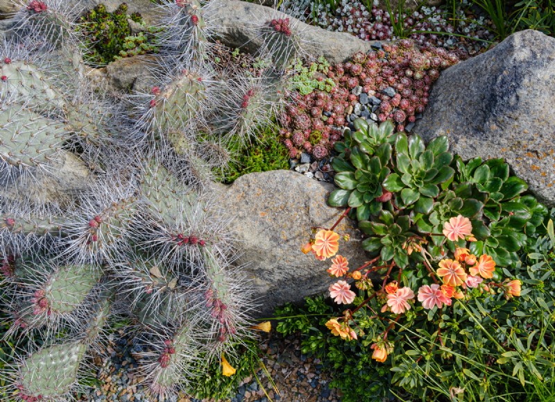 Coastal Crevice Garden Oasis:kaktusar, suckulenter och mer i Comox, BC