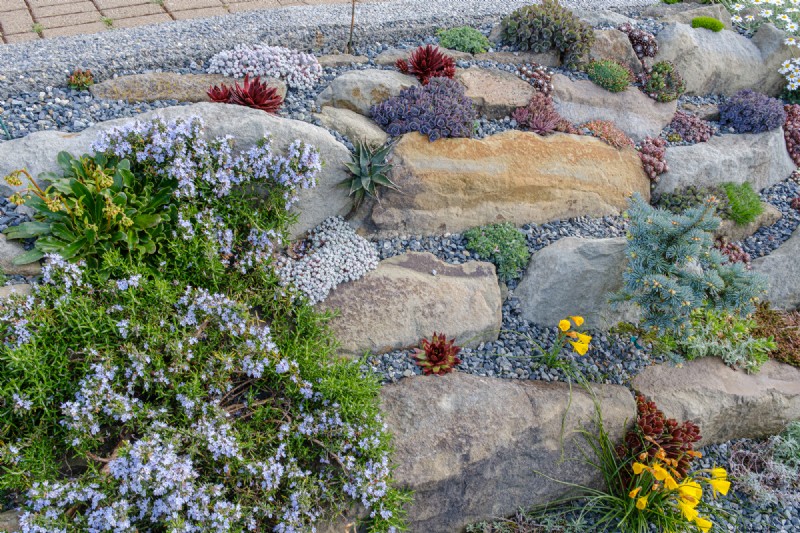 Coastal Crevice Garden Oasis:kaktusar, suckulenter och mer i Comox, BC
