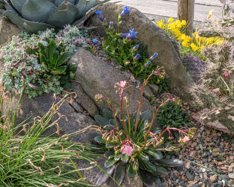 Coastal Crevice Garden Oasis:kaktusar, suckulenter och mer i Comox, BC