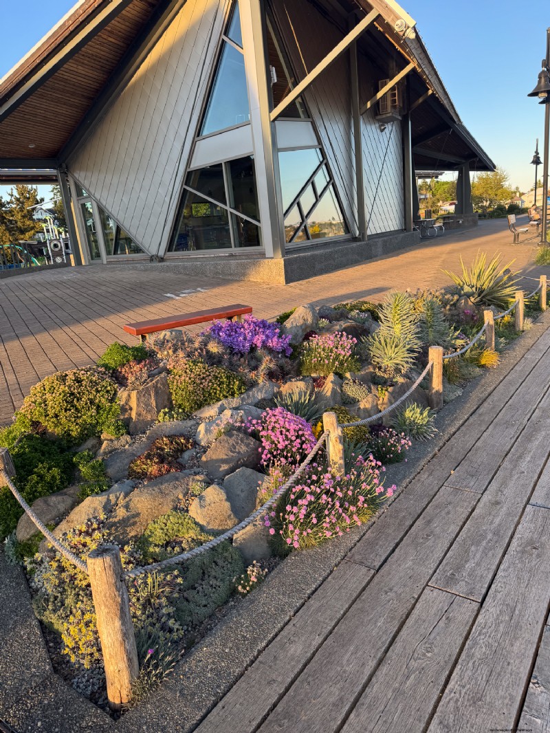 Coastal Crevice Garden Oasis:kaktusar, suckulenter och mer i Comox, BC