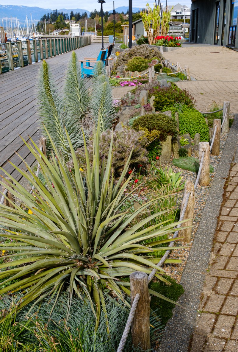 Coastal Crevice Garden Oasis:kaktusar, suckulenter och mer i Comox, BC