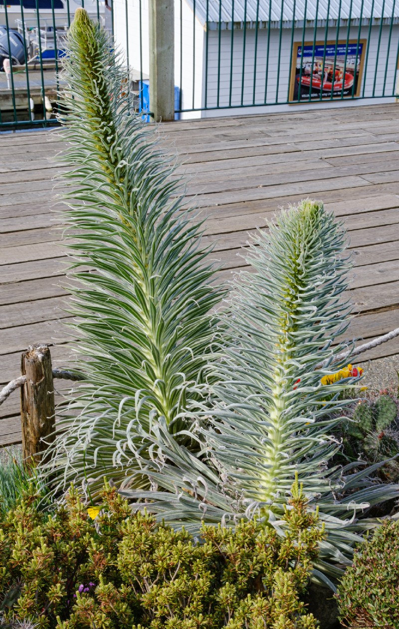 Coastal Crevice Garden Oasis:kaktusar, suckulenter och mer i Comox, BC