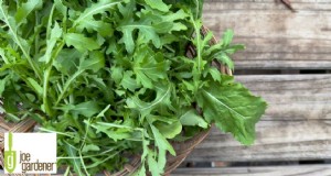 Juiste plant, juiste plaats:een tuinmangids voor plantsucces 