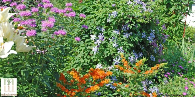 Piante autoctone per il tuo paesaggio:una guida per attirare uccelli canori e impollinatori 