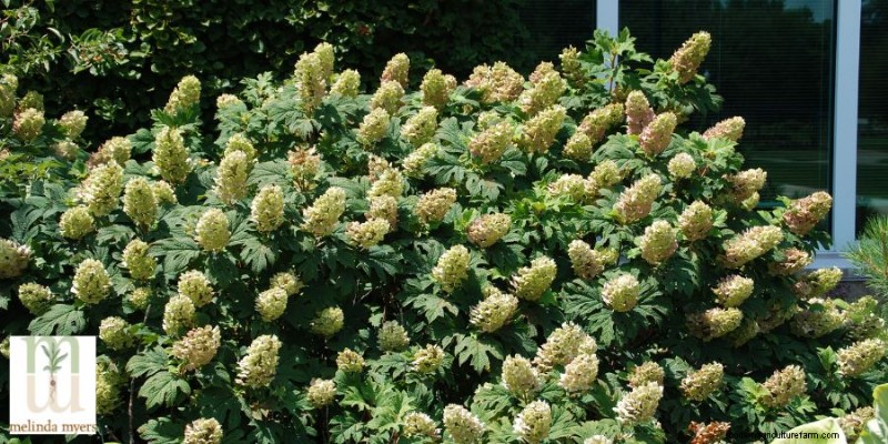 日陰を好む植物:暗い場所でも元気に育つ庭へのガイド 