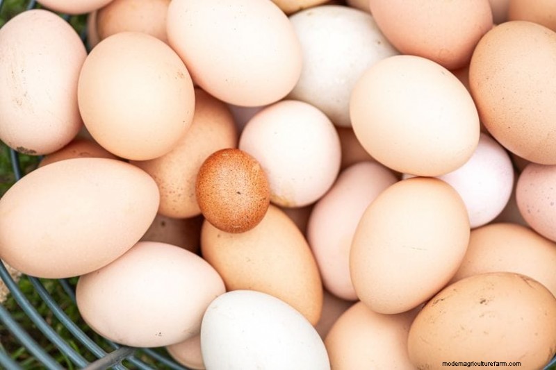 Decodificare le uova di gallina:una guida alla salute delle galline 