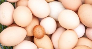 鶏の卵を解読する:鶏の健康ガイド 