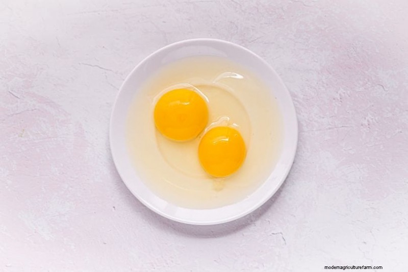 Decodificare le uova di gallina:una guida alla salute delle galline 