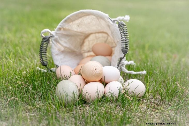 Decodificare le uova di gallina:una guida alla salute delle galline 