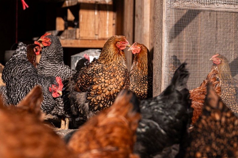 Decodificare le uova di gallina:una guida alla salute delle galline 