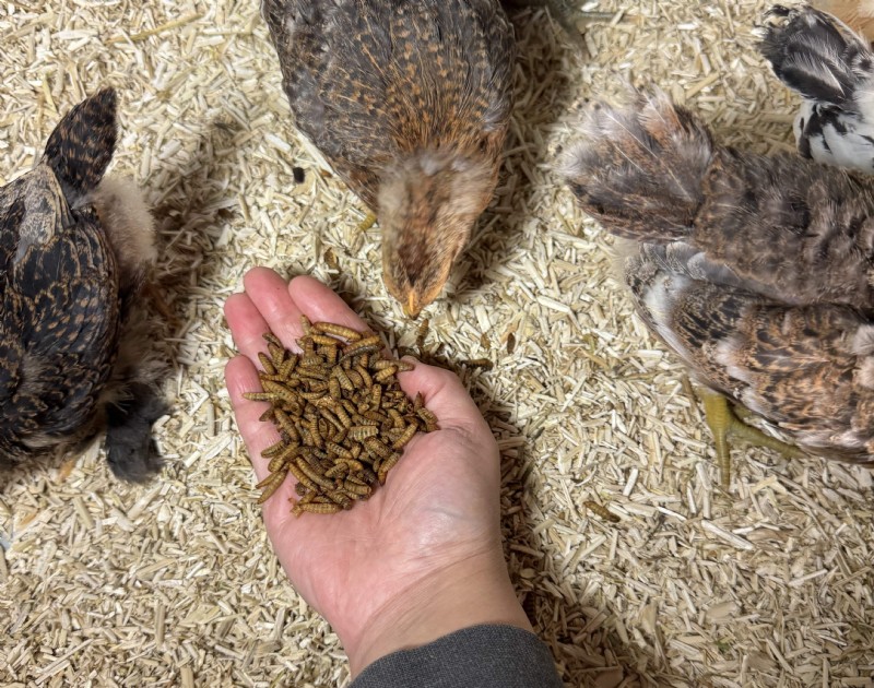 Seizoensvariaties in de smaak van kippeneieren:wat te verwachten 