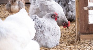 鶏のストレスを軽減して最適な卵生産を実現する:包括的なガイド 