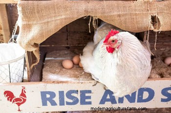鶏用麻製巣パッド:鶏小屋をより清潔にし、卵の収集をより簡単に 
