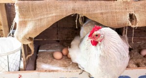 鶏用麻製巣パッド:鶏小屋をより清潔にし、卵の収集をより簡単に 