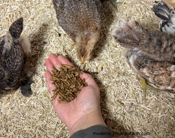 Grinta e larve:dolcetti essenziali per polli sani - Grubbly Farms 