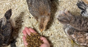 Grit &Grubs:essentiële lekkernijen voor gezonde kippen - Grubbly Farms 