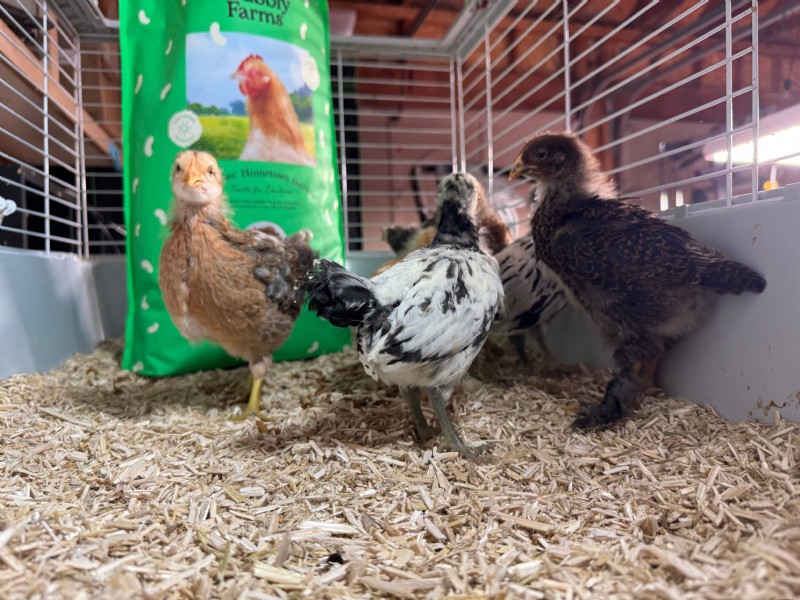 Grinta e larve:dolcetti essenziali per polli sani - Grubbly Farms 