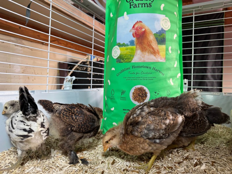 Grinta e larve:dolcetti essenziali per polli sani - Grubbly Farms 