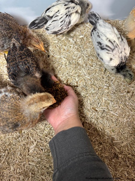 Grinta e larve:dolcetti essenziali per polli sani - Grubbly Farms 