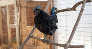 鶏のねぐら:行動とセットアップに関する包括的なガイド 