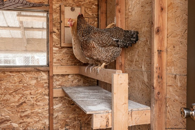 Descanso de pollos:una guía completa de comportamiento y configuración 