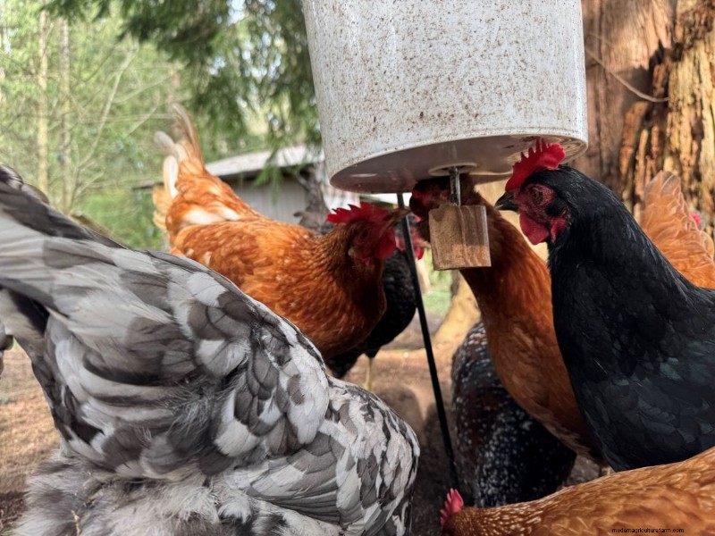 Rat-Proof Chicken Feeder:een doe-het-zelfgids voor veilig voeren 