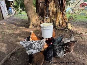 Rat-Proof Chicken Feeder:een doe-het-zelfgids voor veilig voeren 