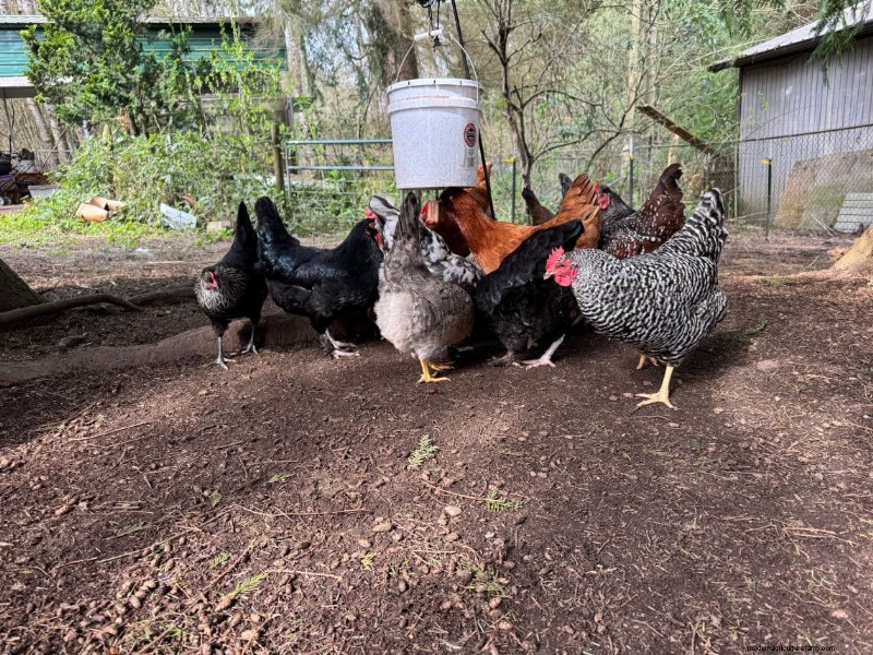 Rat-Proof Chicken Feeder:een doe-het-zelfgids voor veilig voeren 