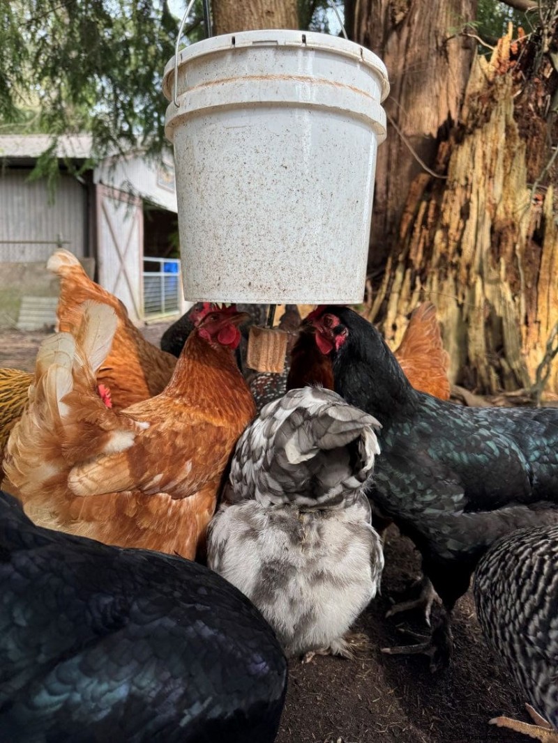 Rat-Proof Chicken Feeder:een doe-het-zelfgids voor veilig voeren 