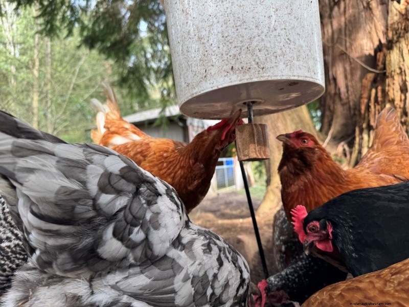 Rat-Proof Chicken Feeder:een doe-het-zelfgids voor veilig voeren 