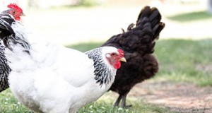 Salmonellen bei Hühnern:Risiken, Vorbeugung und Symptome 