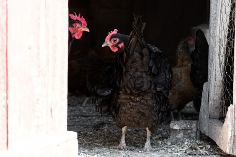 Salmonella nei polli:rischi, prevenzione e sintomi 