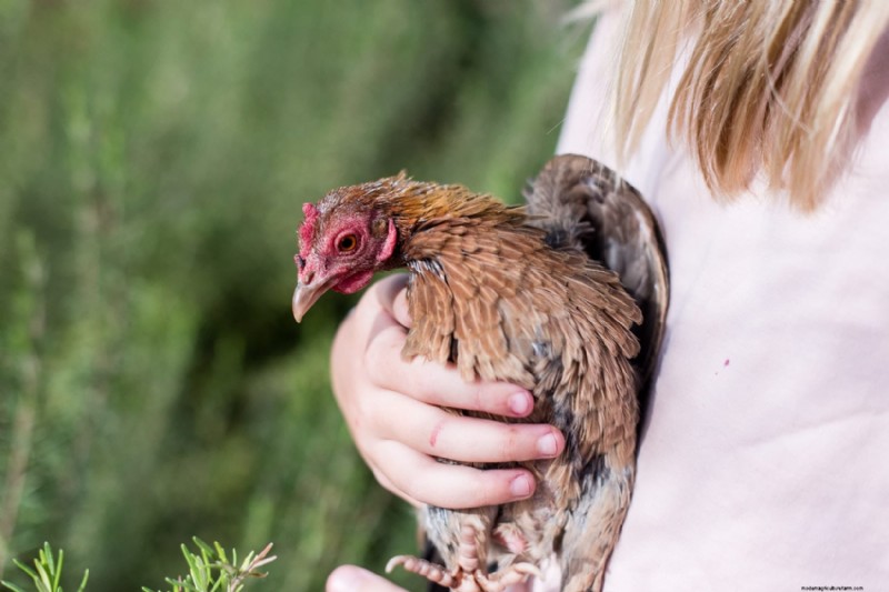 Salmonella nei polli:rischi, prevenzione e sintomi 